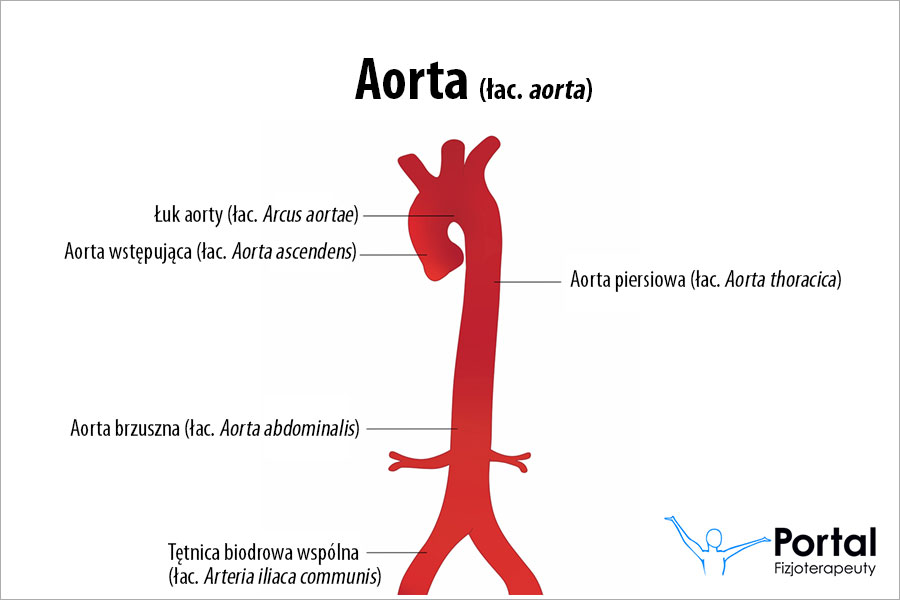 aorta aorta