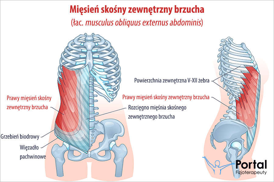 Mięsień skośny zewnętrzny brzucha