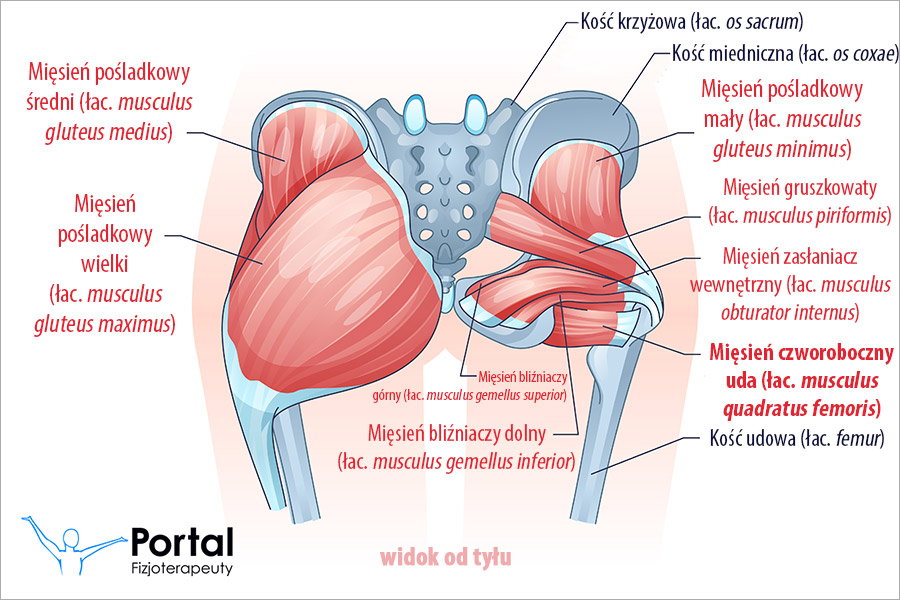 Mięsień czworoboczny uda (łac. musculus quadratus femoris)