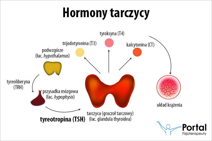 Tyreotropina Tyreotropina