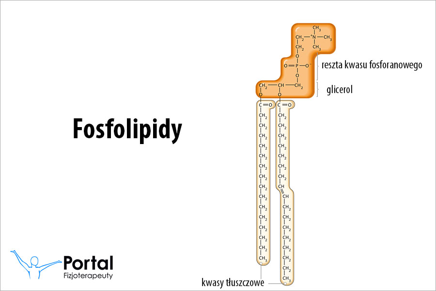 fosfolipidy