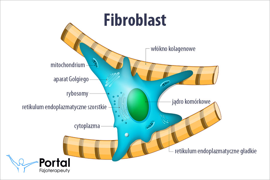 Fibroblast Fibroblast