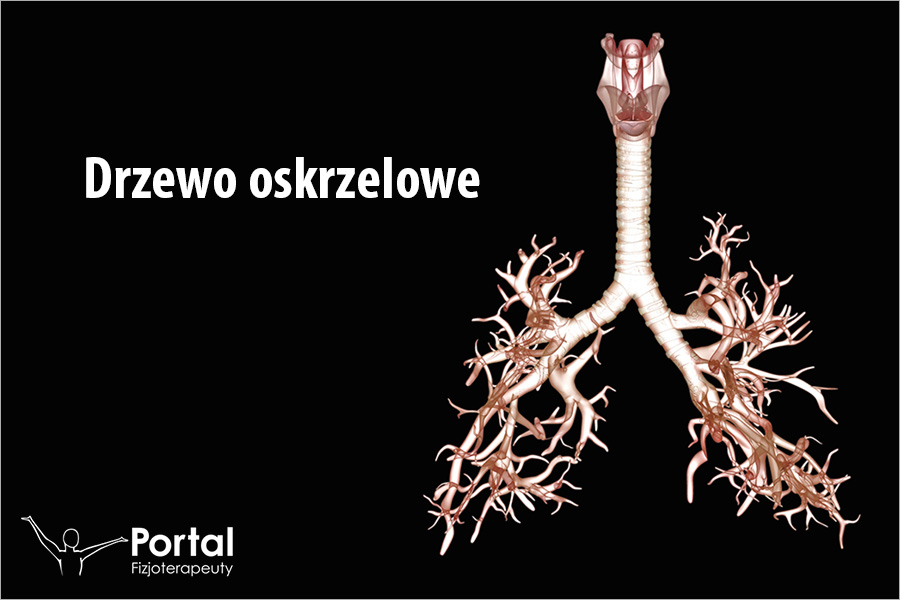 Drzewo oskrzelowe Drzewo oskrzelowe