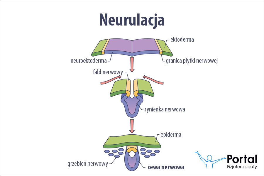 Cewa nerwowa Cewa nerwowa