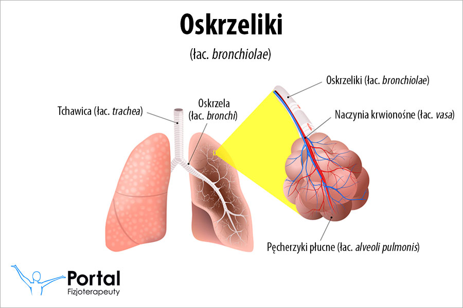 Oskrzeliki Oskrzeliki