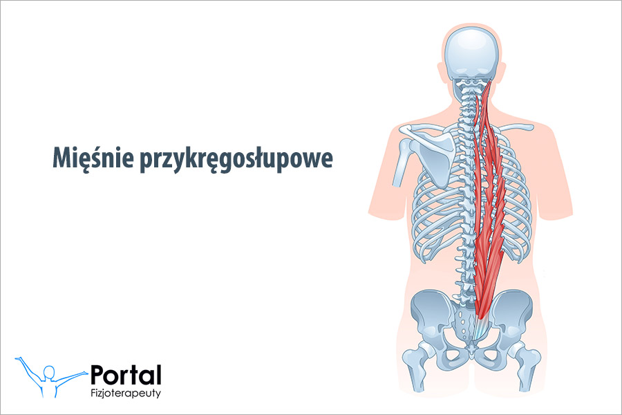 Mięśnie przykręgosłupowe Mięśnie przykręgosłupowe