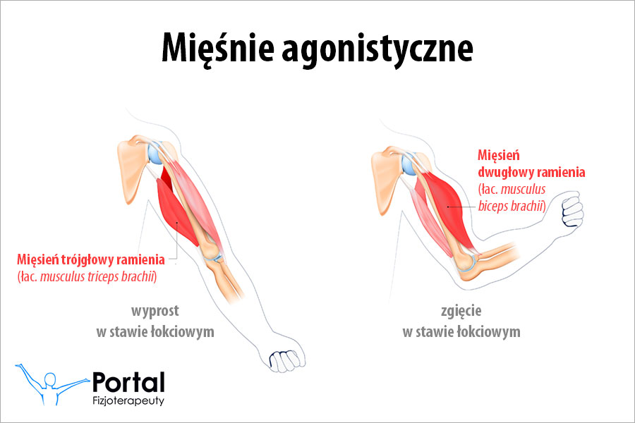 Mięśnie agonistyczne Mięśnie agonistyczne