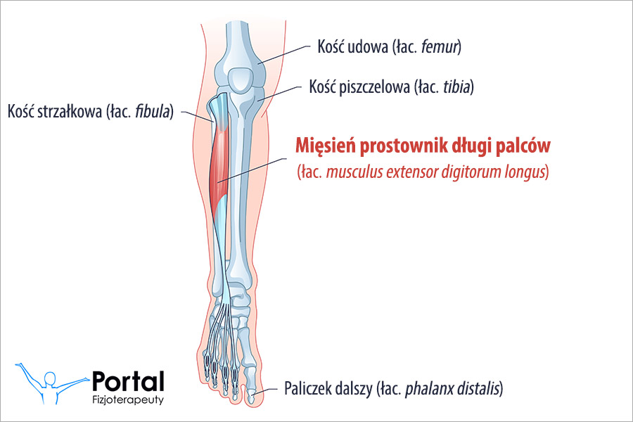 Mięsień prostownik długi palców (łac. musculus extensor digitorum longus) Mięsień prostownik długi palców (łac. musculus extensor digitorum longus)