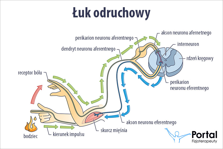 Łuk odruchowy