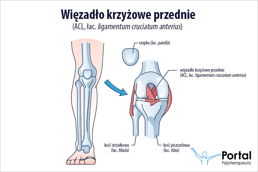 Więzadło krzyżowe przednie