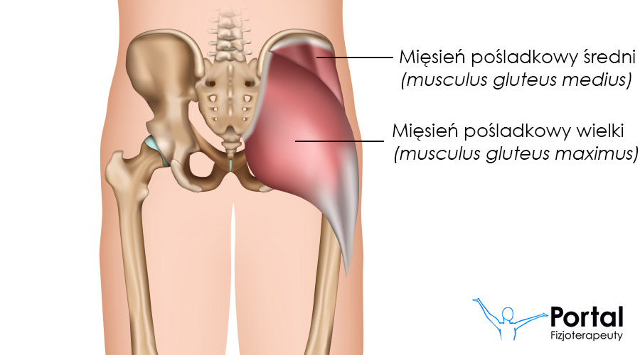 Mięsień pośladkowy wielki