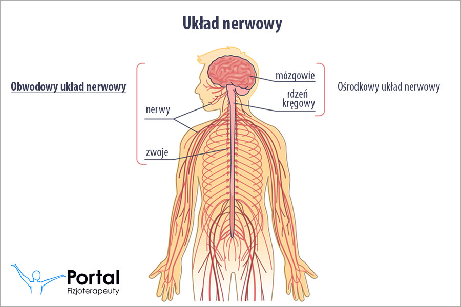 Obwodowy układ nerwowy