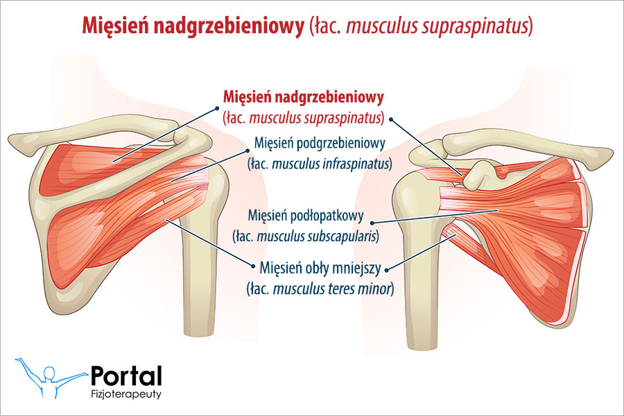 Mięsień nadgrzebieniowy (łac. musculus supraspinatus)