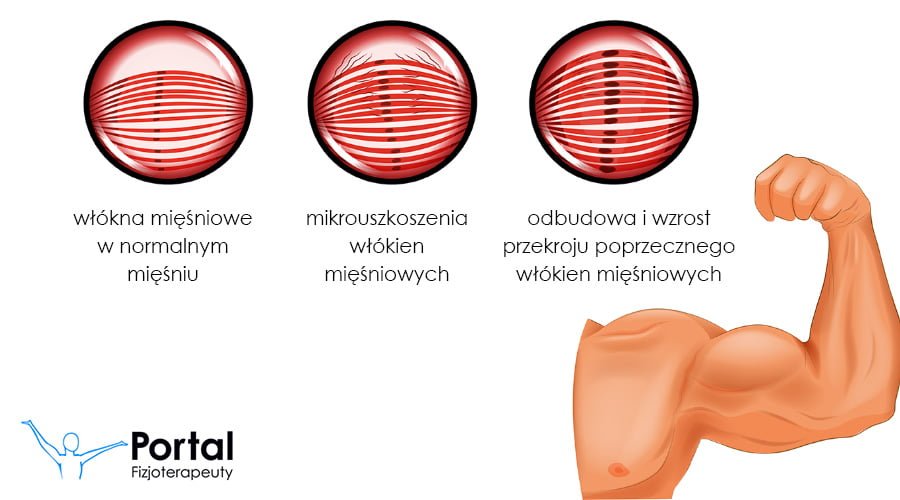 Hipertrofia mięśni
