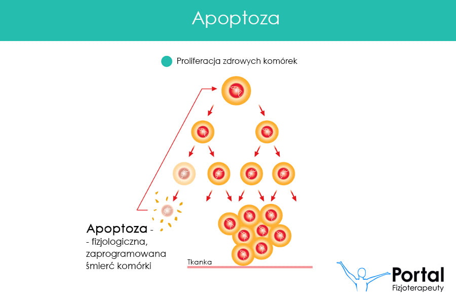 Apoptoza