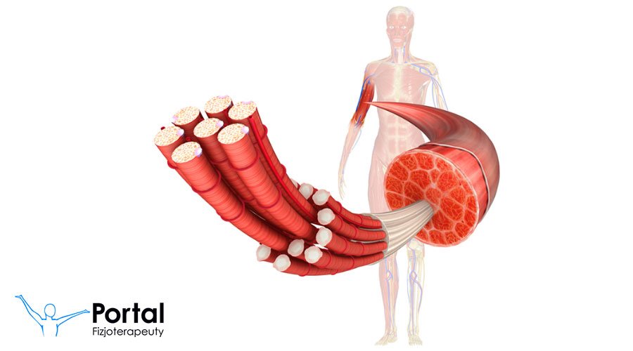 Podział mięśni (klasyfikacja, rodzaje)