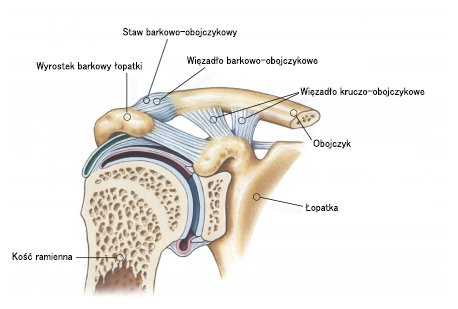 Staw barkowo-obojczykowy