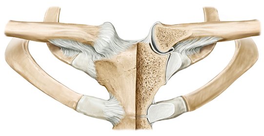 Staw mostkowo-obojczykowy