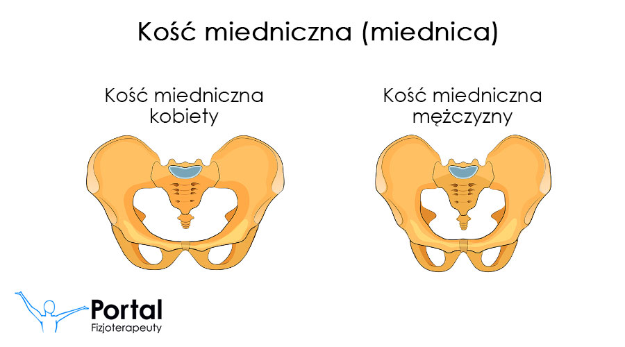Kość miedniczna (miednica)