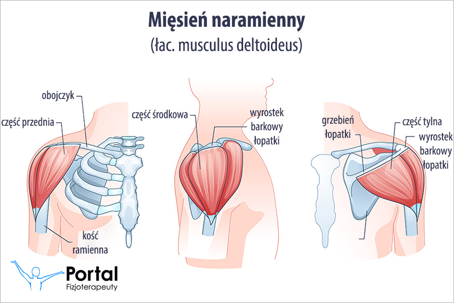 Mięsień naramienny (łac. musculus deltoideus)