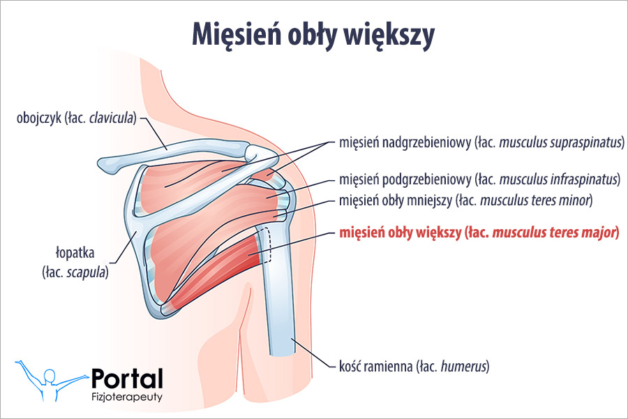 Mięsień obły większy (łac. musculus teres major)