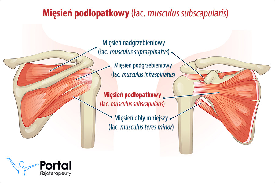 Mięsień podłopatkowy (łac. musculus subscapularis)