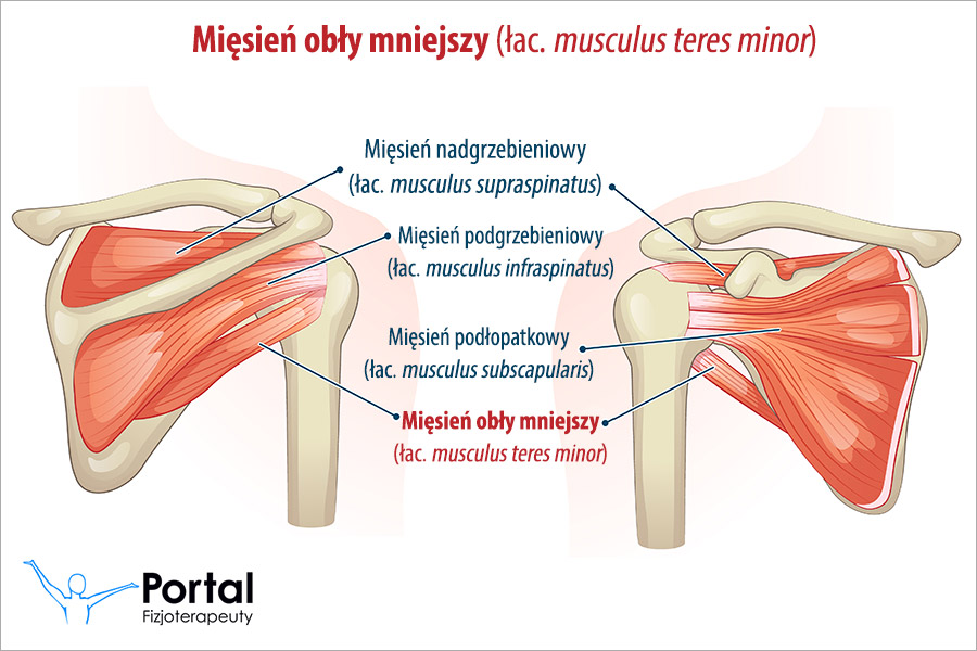 Mięsień obły mniejszy (łac. musculus teres minor)