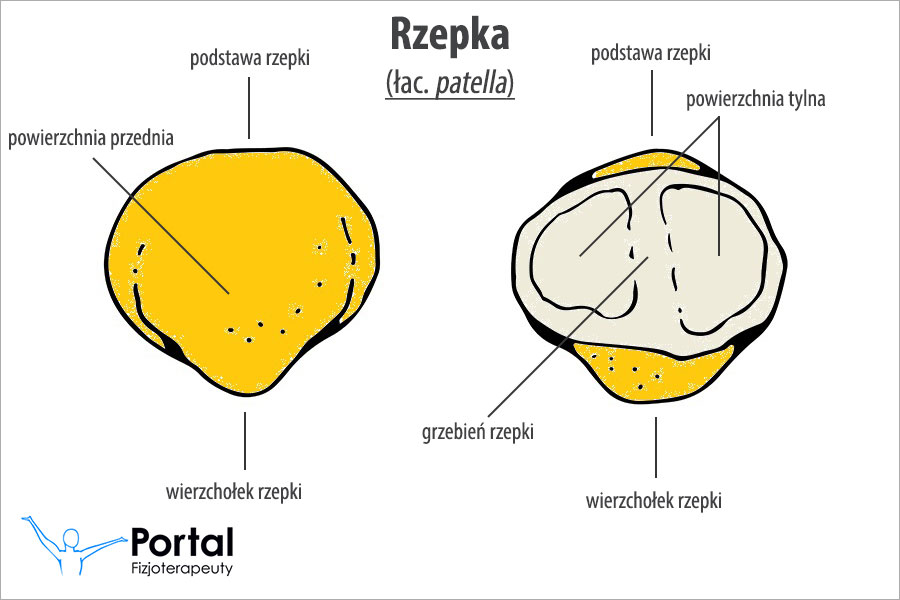 Rzepka (łac. patella)