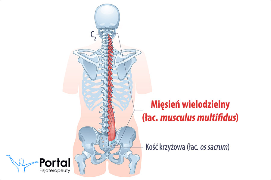 Mięsień wielodzielny (łac. musculus multifidus)