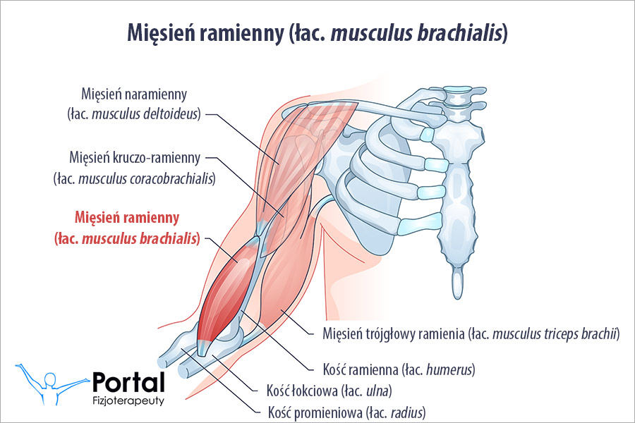 Mięsień ramienny (łac. musculus brachialis)