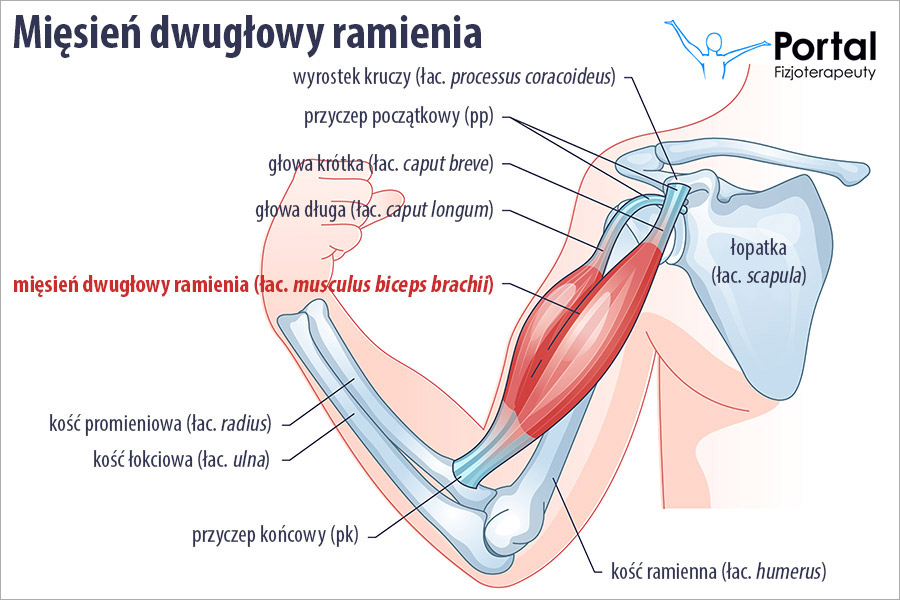 Mięsień dwugłowy ramienia (łac. musculus biceps brachii)