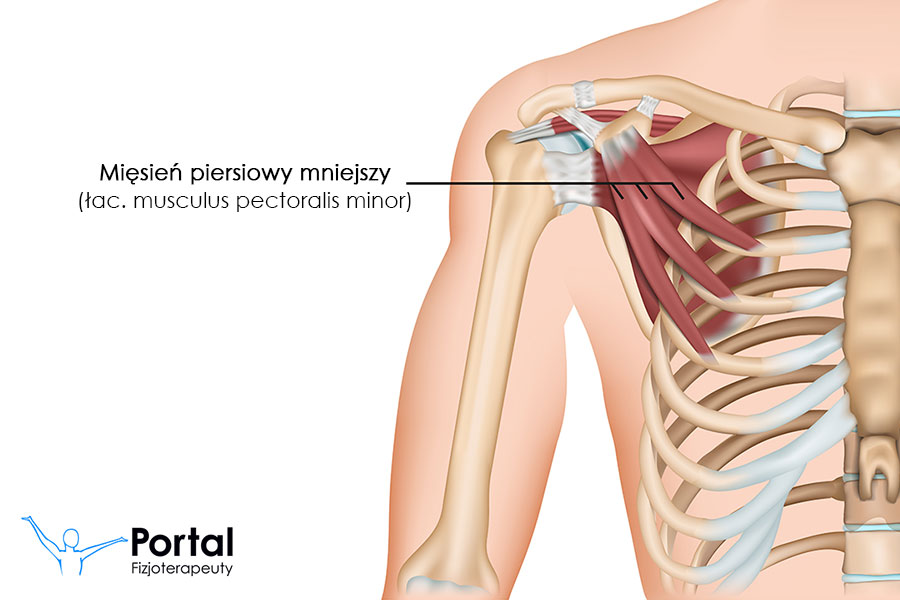 Mięsień piersiowy mniejszy (łac. musculus pectoralis minor)