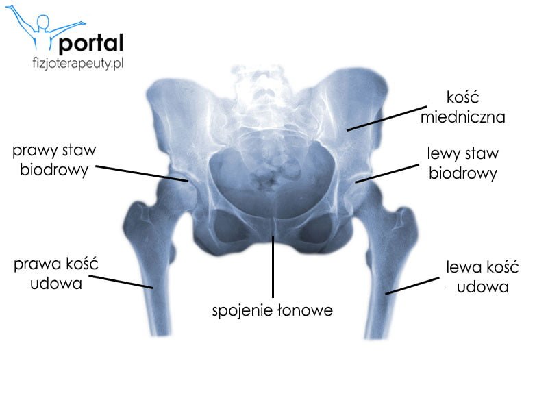 Miednica i staw biodrowy