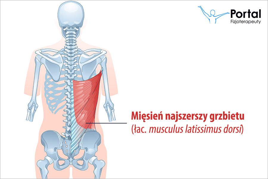 Mięsień najszerszy grzbietu (łac. musculus latissimus dorsi)