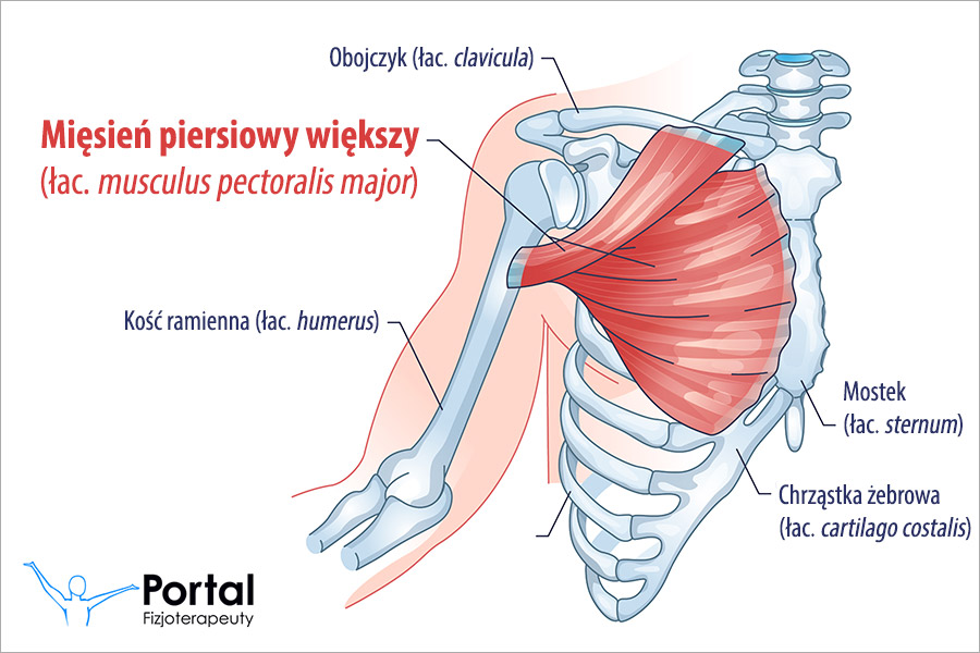 Mięsień piersiowy większy (łac. musculus pectoralis major)
