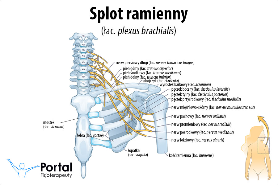 Splot ramienny (łac. plexus brachialis)