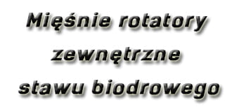 Mięśnie rotatory zewnętrzne stawu biodrowego
