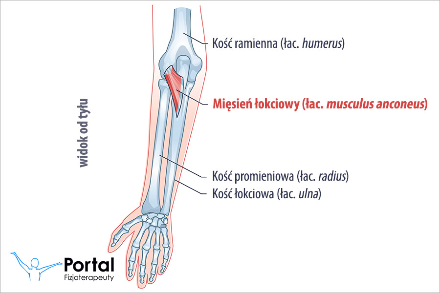 Mięsień łokciowy (łac. musculus anconeus)