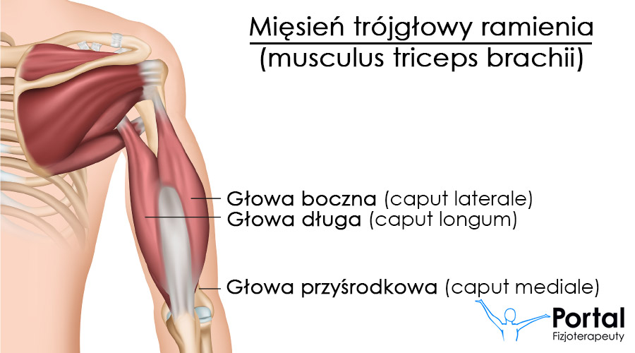 Mięsień trójgłowy ramienia