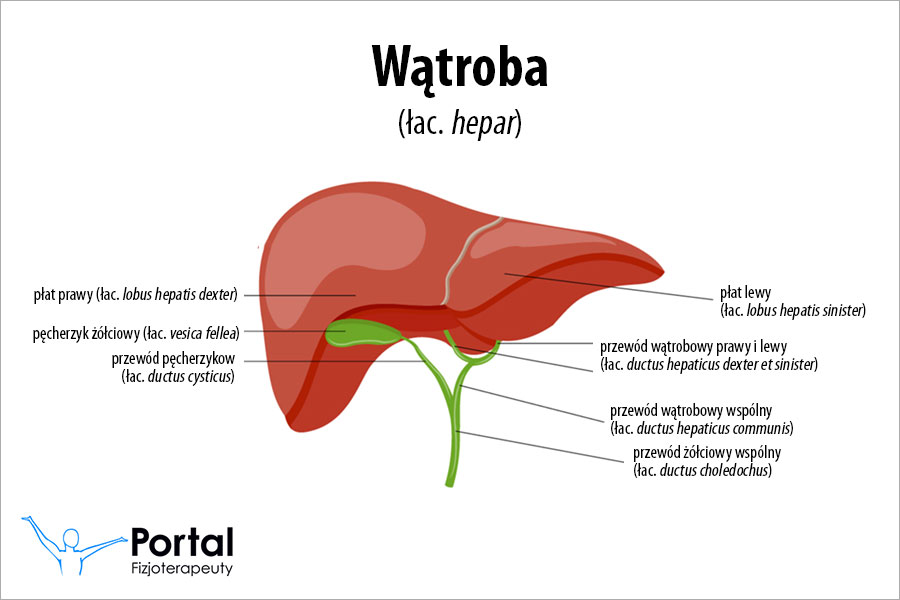 Wątroba
