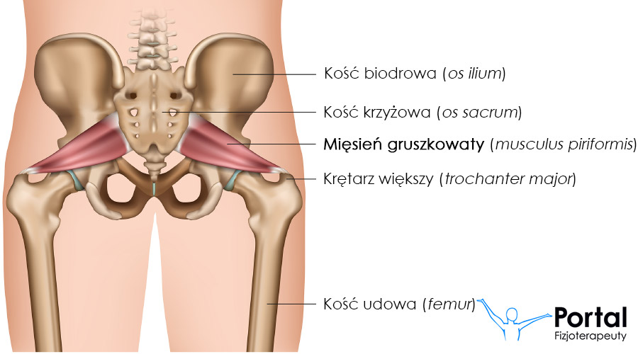 Mięsień gruszkowaty