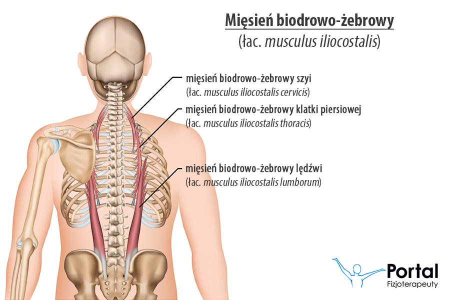 Mięsień biodrowo-żebrowy