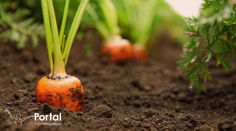 Marchew - na co jest dobra?