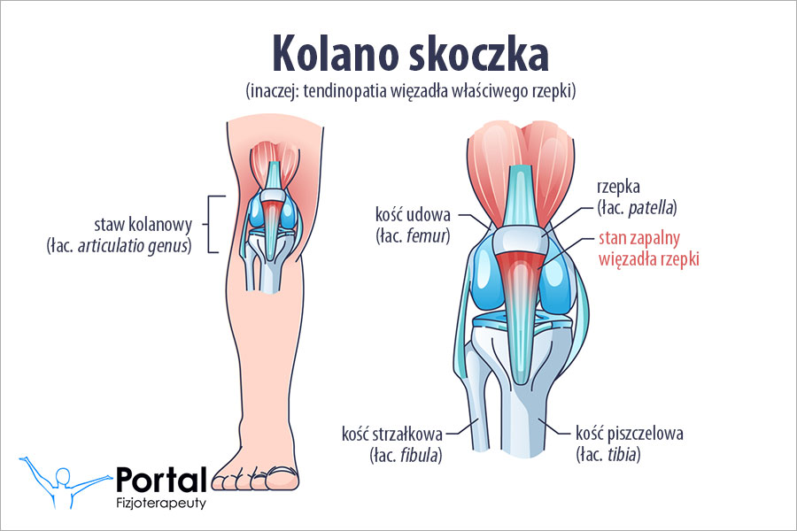Kolano skoczka