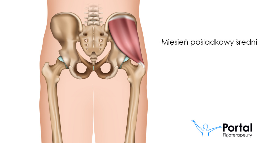 Mięsień pośladkowy średni