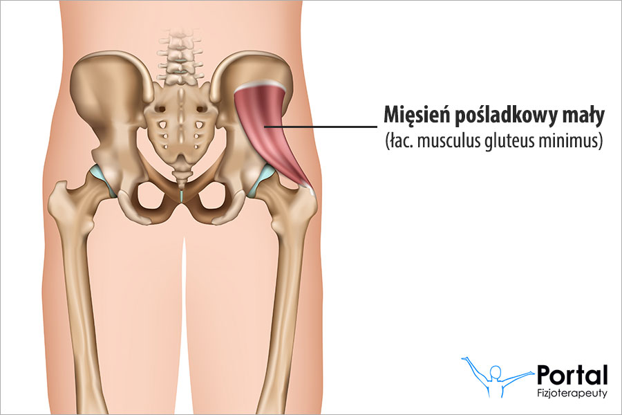 Mięsień pośladkowy mały (łac. musculus gluteus minimus)