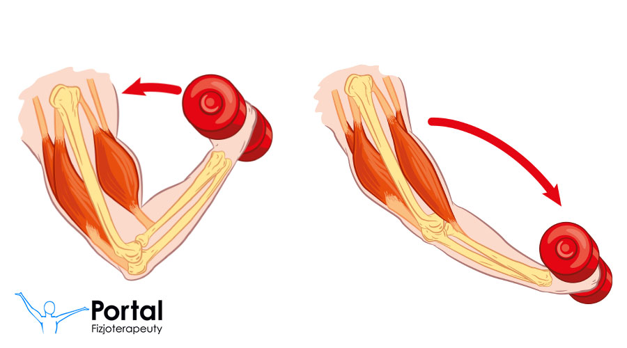 Rodzaje skurczów mięśni