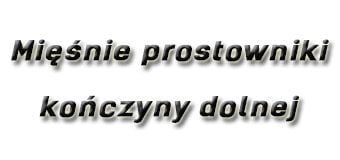 Mięśnie prostowniki kończyny dolnej