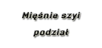 Mięśnie szyi podział