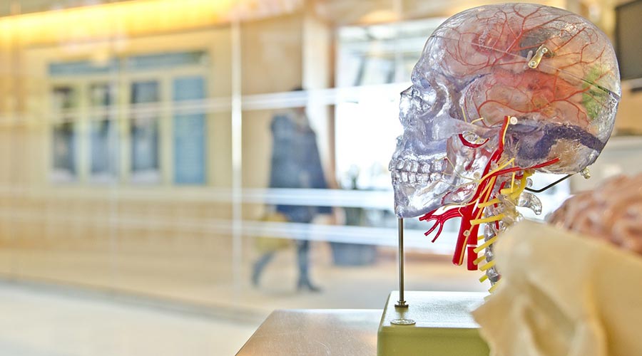 Zasady plastyczności układu nerwowego